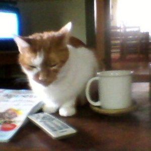 Meet your Posher, Peggy